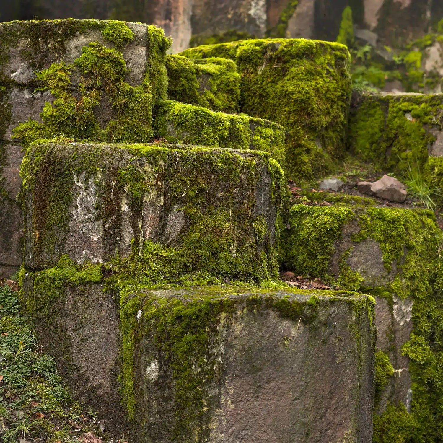 Moss-covered stone ruins in a natural setting