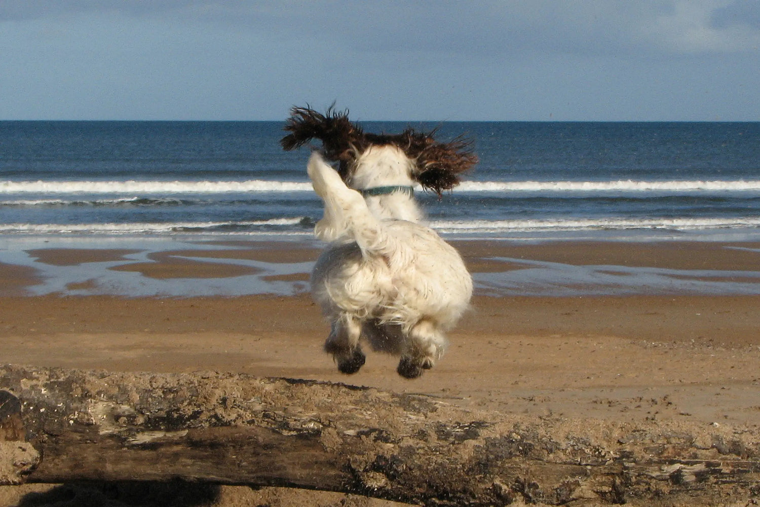 Dog jumping off a log on a beach with ocean waves in the background